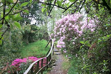 Picture of a path in the garden
