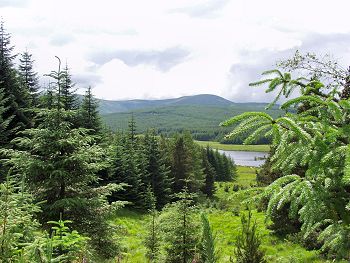 Picture of a view over a loch and the pine forests