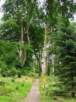 Picture of a walk in Ardkinglas Woodland Garden