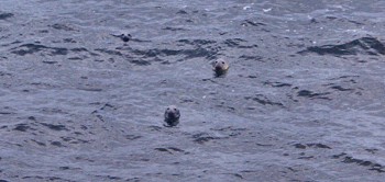 Picture of the seals